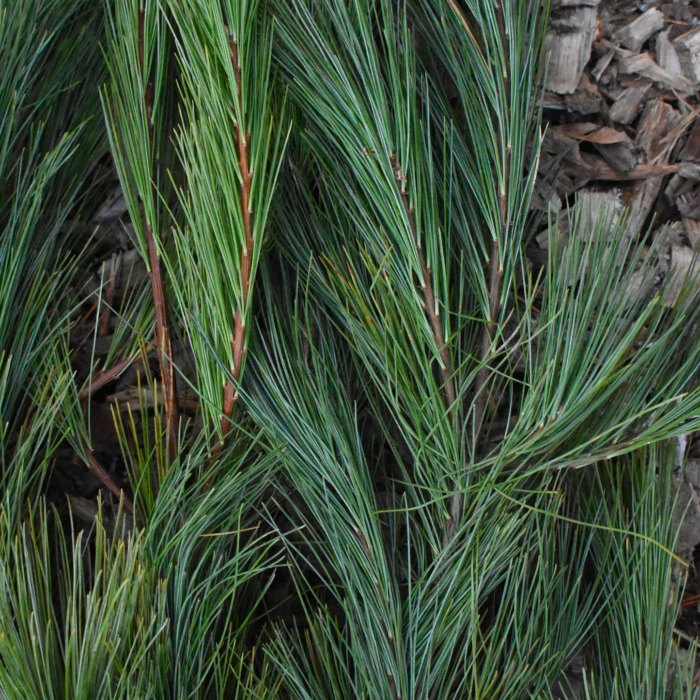 Branches