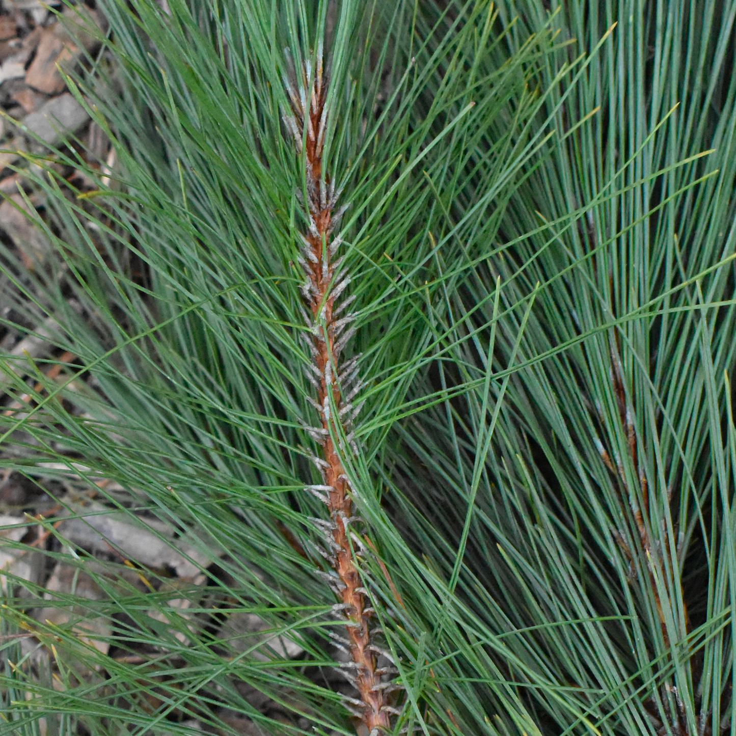 Branches