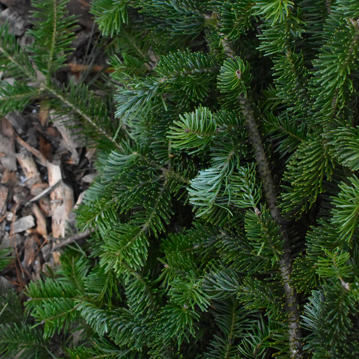Branches